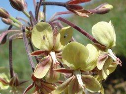 Pelargonium schlechteri buds and calyces